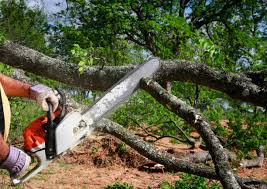 Best Tree Trimming and Pruning  in Solomon, KS