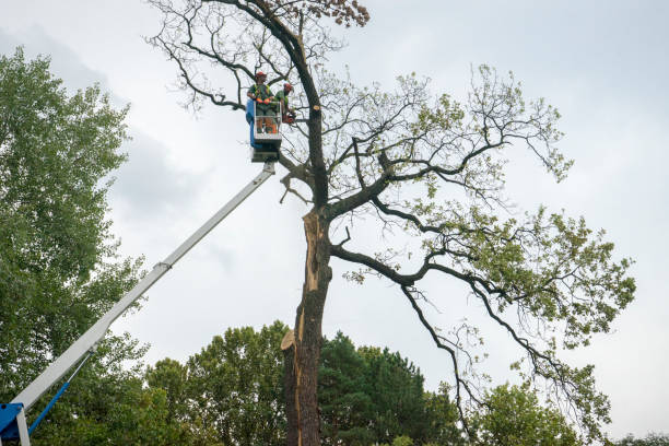 Solomon, KS Tree Removal Services Company