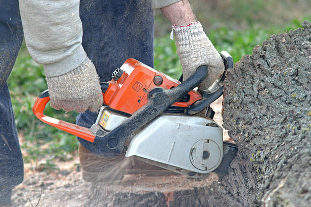 Tree and Shrub Care in Solomon, KS